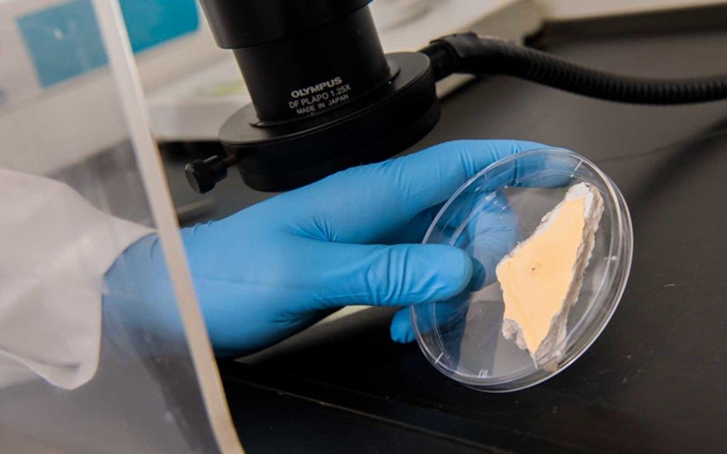 Lead in Paint Analysis